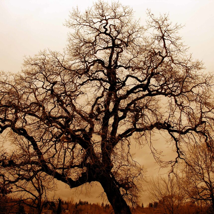 Bare Oak Tree