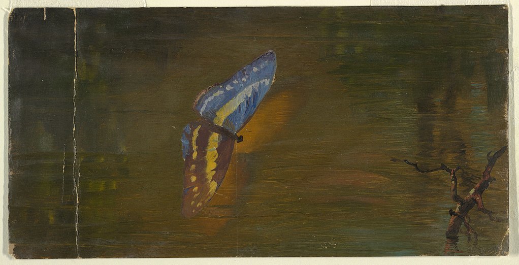 1024Px Drawing Butterfly Over Water Ca 1865 Ch 18195235