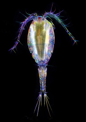 2560Px Copepod 2