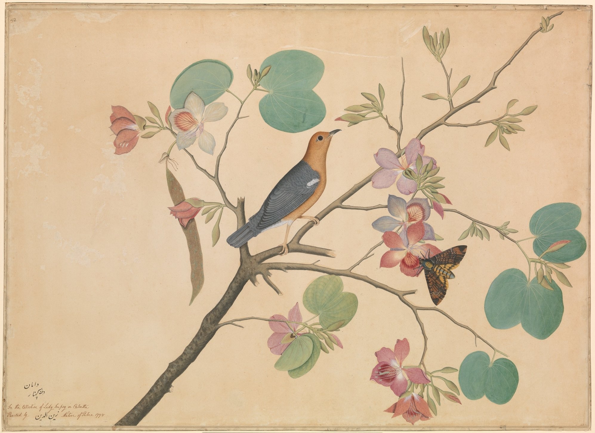 https://renovatio.zaytuna.edu/assets/images/An-Orange-Headed-Ground-Thrush-and-a-Deaths-Head-Moth-on-a-Purple-Ebony-Orchid-Branch-Shaikh-Zain-al-Din-1778.jpg