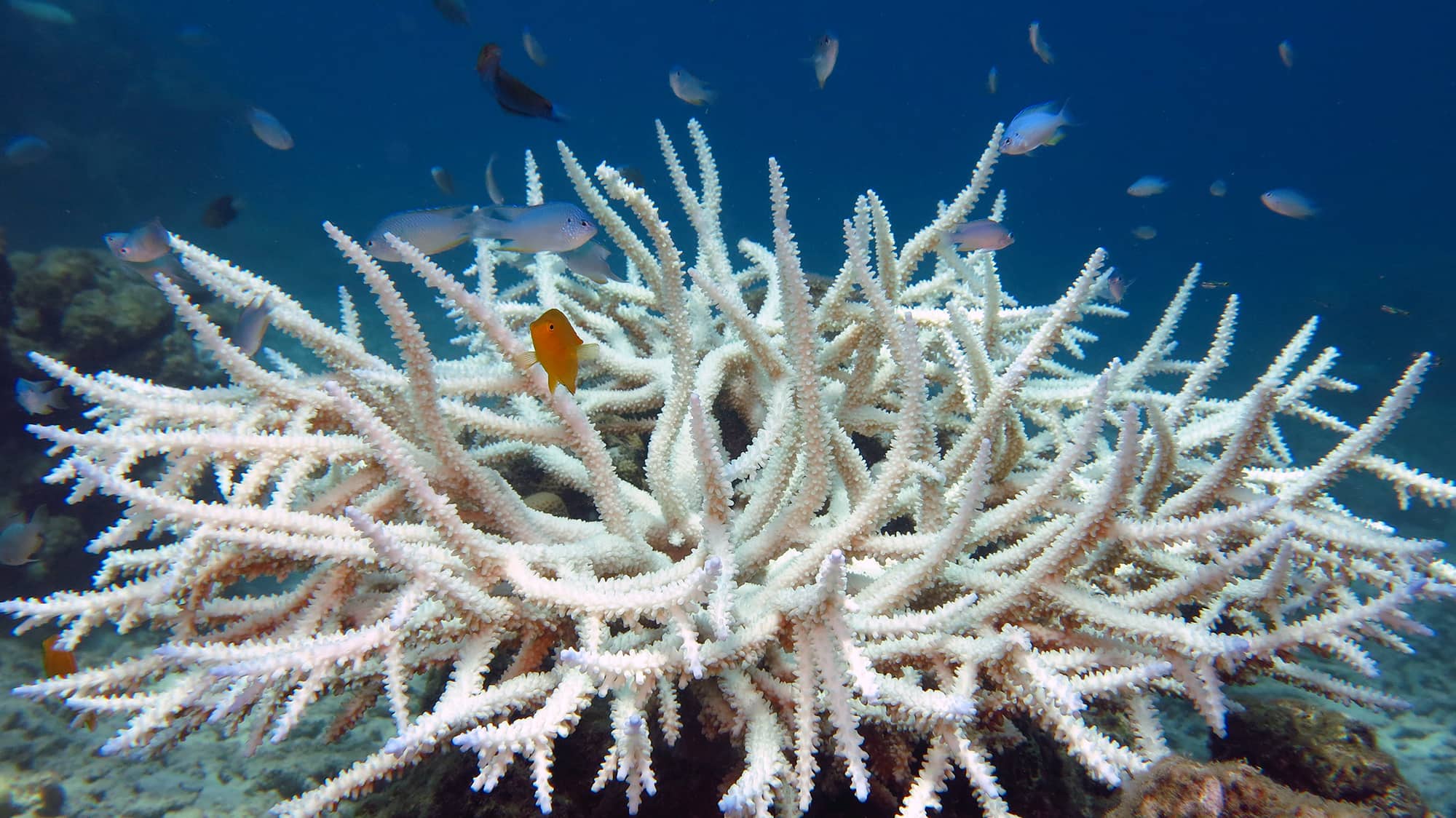 Bleached Coral Acoropora Sp