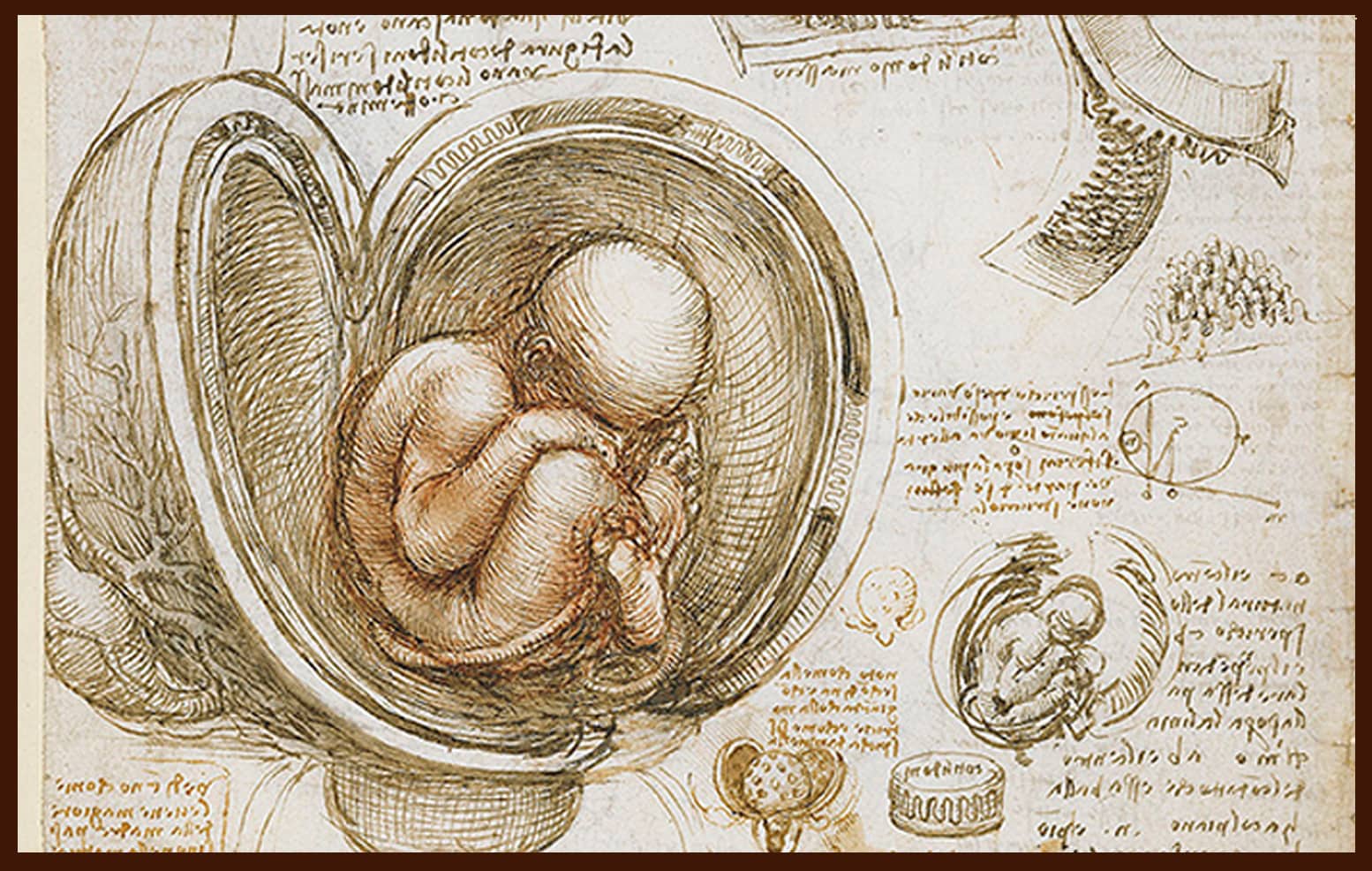 Studies of a Fetus in the Womb