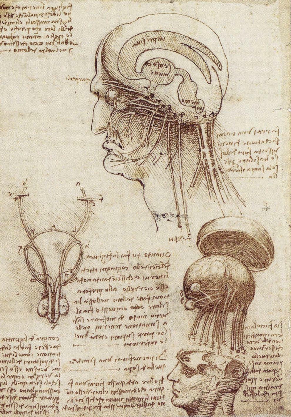 Leonardo Da Vincis Brain Physiology