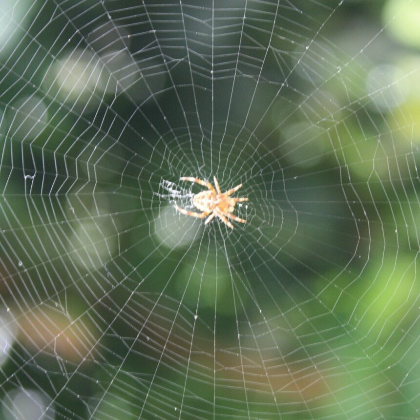 2880Px A Classic Circular Form Spiders Web