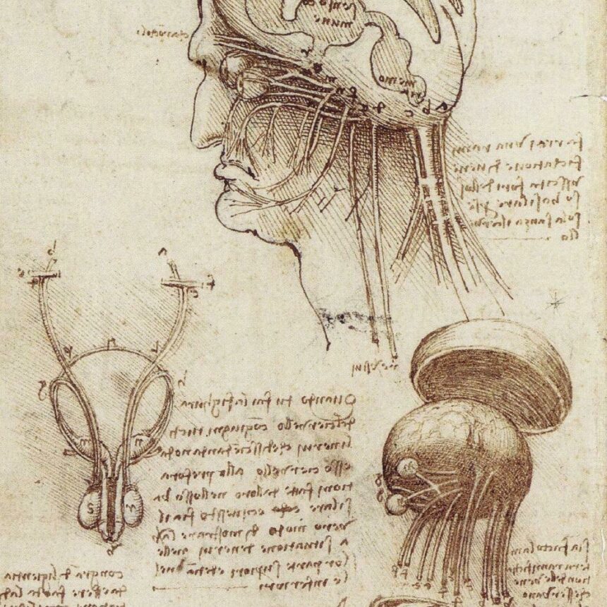Leonardo Da Vincis Brain Physiology